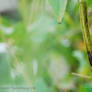 Common yellowthroat Male 2