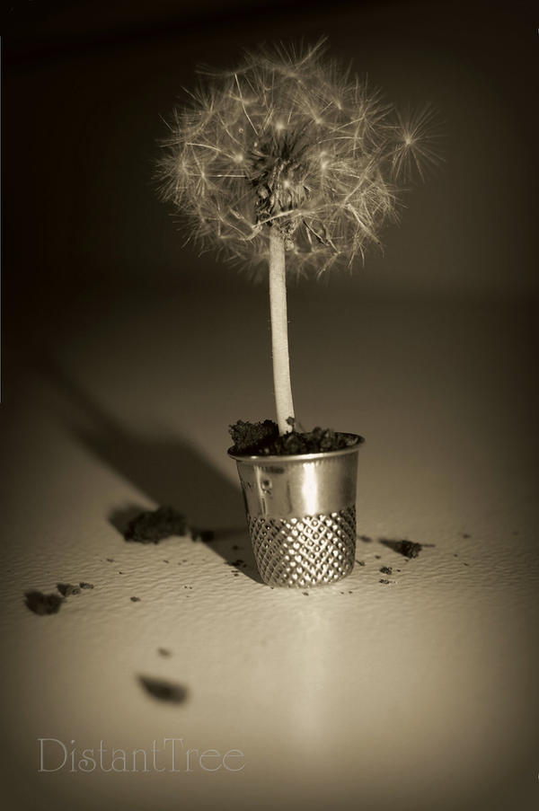 Grow Your Own Wish by DistantTree