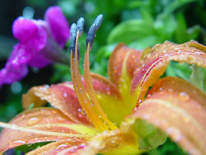 lily in the rain