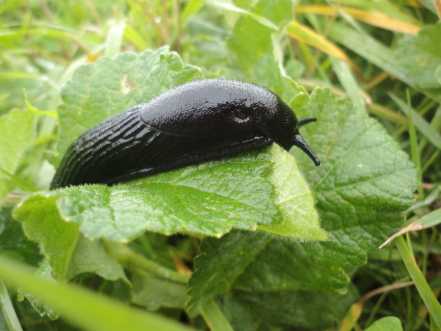 Slug