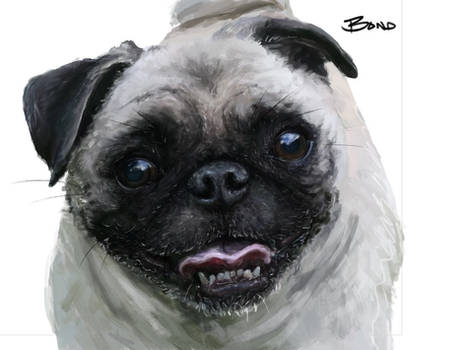 Another pug