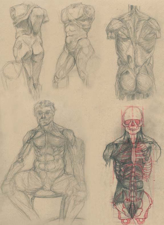 Anatomical Study 1-4