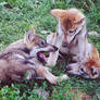 Little wolves playing