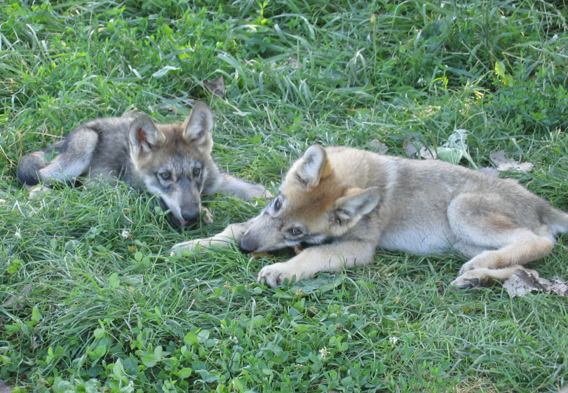 9 week old puppies