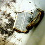 Bible ashes