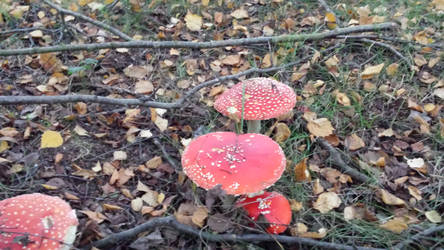 Toad stool mushrooms 