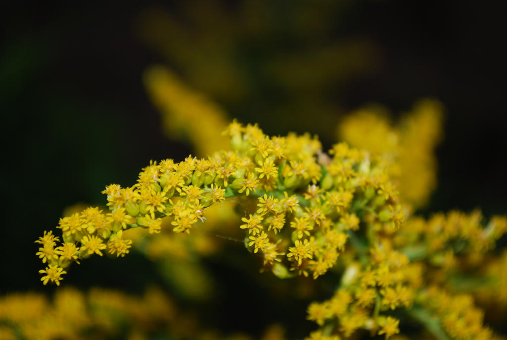 yellow beauties