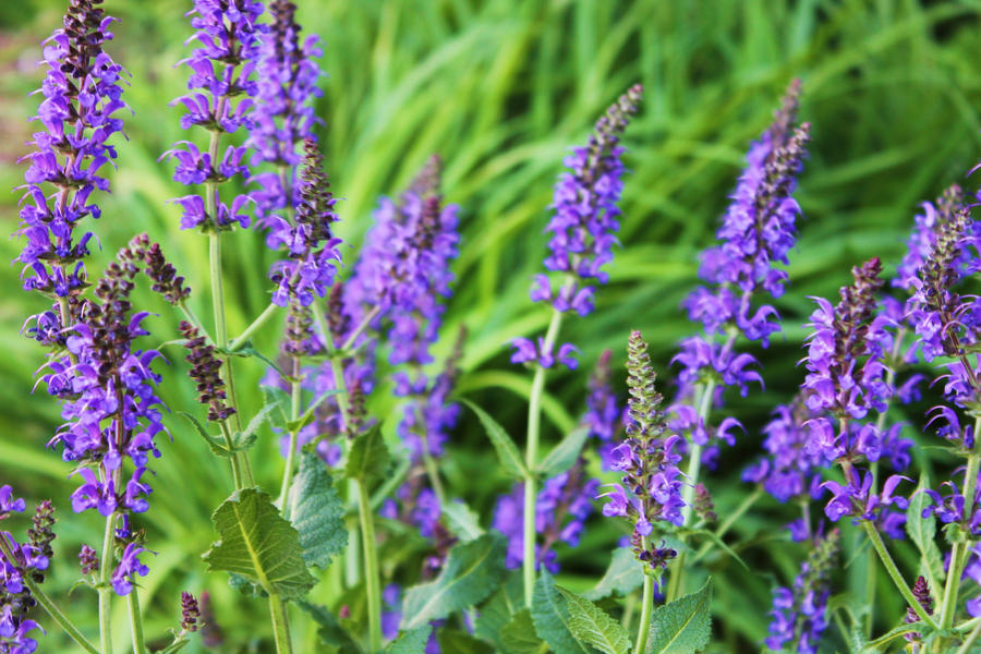 Purple Weeds by aabott on DeviantArt Purple Weeds by aabott on DeviantArt