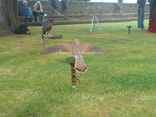 kessy the kestral 3