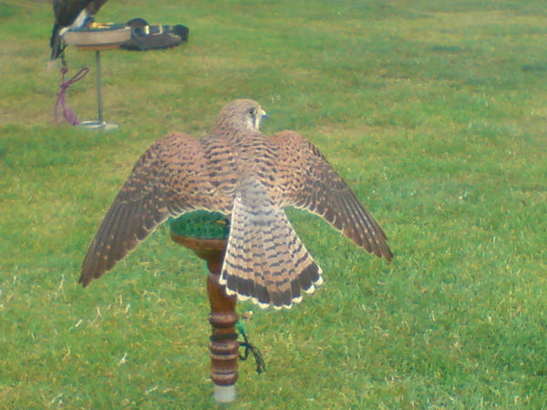 kessy the kestral 4