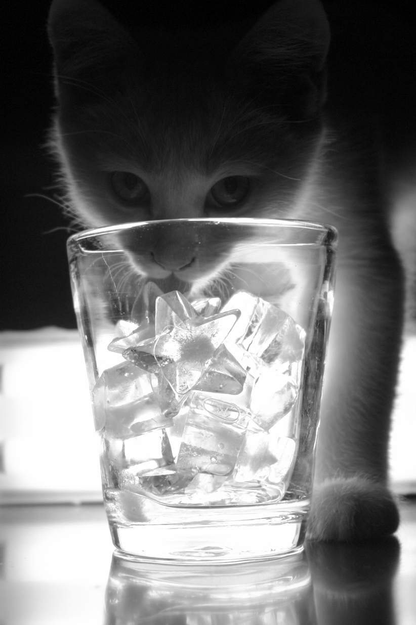 alcoholic cat