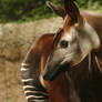 Okapi