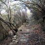 La Gomera forest 1