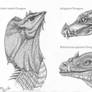 Dragon head studies