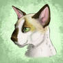 Oriental Shorthair