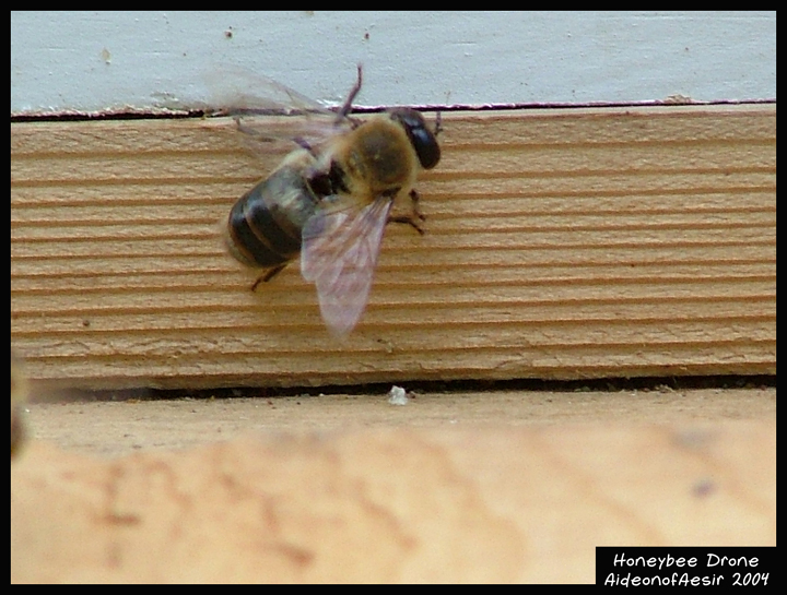 Honeybee Drone