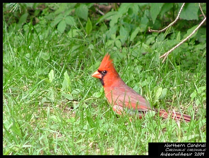 Northern Cardinal