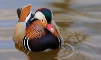 Duck Mandarin Male