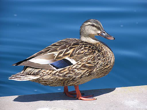 Female-duck-symbol