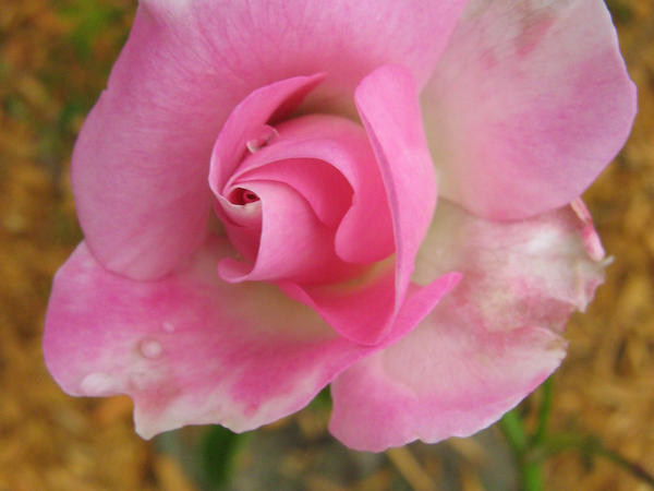 Disney Rose by Pen-Phoenix on DeviantArt