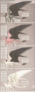 Reference - Dutch Angel Dragon Anatomy