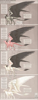 Reference - Dutch Angel Dragon Anatomy by TwilightSaint