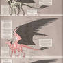 Reference - Dutch Angel Dragon Anatomy