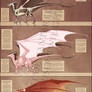 Reference - Western Dragon Anatomy