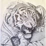 Tiger, Tiger Pencil Drawing
