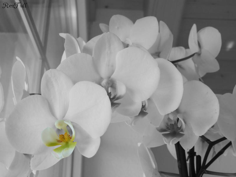 Orchid