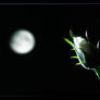 Moonlit Rose - 2