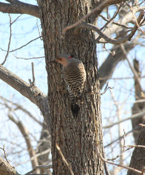 Northern Flicker