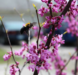 Big Buzz In The Redbuds