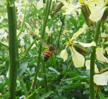 Salad Flowers