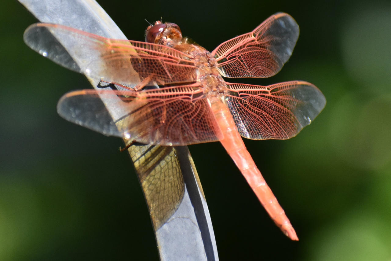 Dragonfly Deviantart Dragonfly (1) by jennaspie on DeviantArt