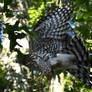 adolescent cooper hawk