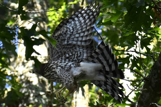 adolescent cooper hawk