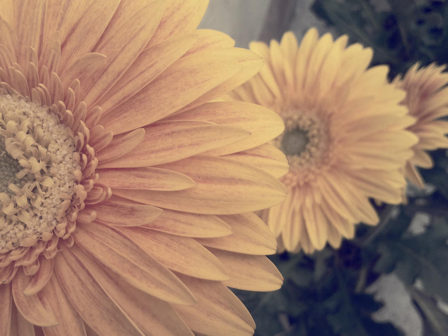 Gerbera .4