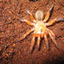 Gorgyrella sp. Red Trapdoor spider.