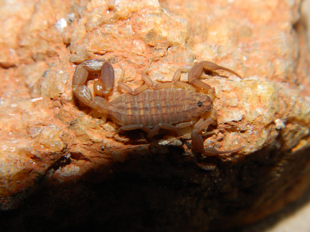 Compsobuthus werneri schmiedeknechti (Female) by xMiPHISTox on DeviantArt