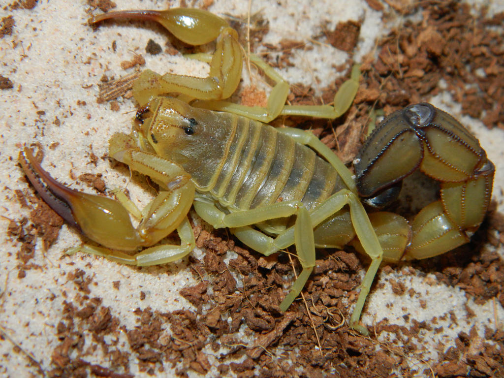 Adult female Androctonus australis (Deadly)