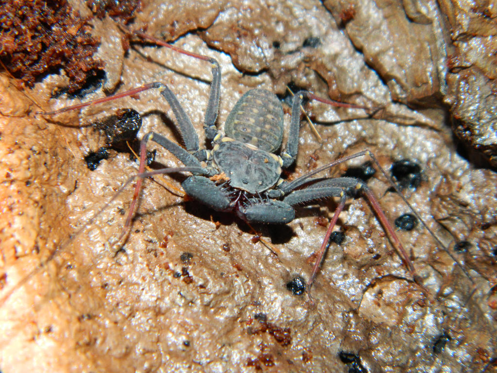 Juvenile Phrynus marginemaculatus