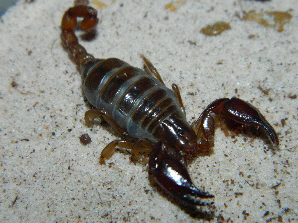 Adult female Diplocentrus lindo by xMiPHISTox on DeviantArt