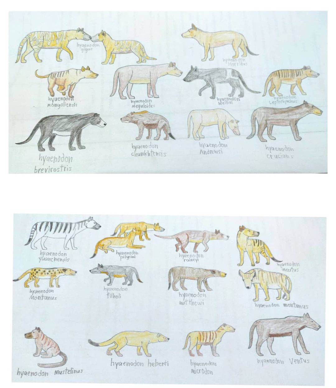 All Hyaenodon species by torm28 on DeviantArt