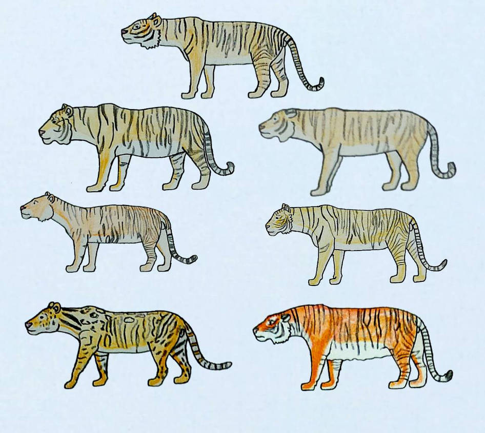 Tigers in recent and Prehistoric times by torm28 on DeviantArt
