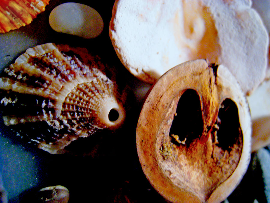 Seashells III