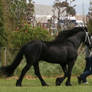 friesian walking 2007 2