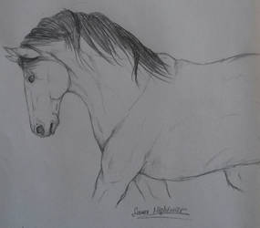 Horse sketch