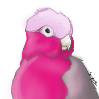 Galah Cockatoo