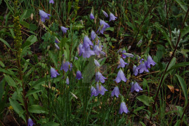 Harebells 07-29-10